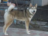 Собаки, щенята Західно-Сибірська лайка, ціна 54000 Грн., Фото