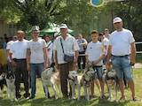 Собаки, щенки Западно-Сибирская лайка, цена 54000 Грн., Фото