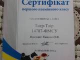 Собаки, щенки Западно-Сибирская лайка, цена 40000 Грн., Фото