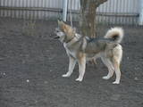 Собаки, щенки Западно-Сибирская лайка, цена 40000 Грн., Фото