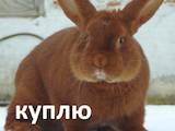 Тваринництво,  Сільгосп тварини Кролики, Нутрії, Фото