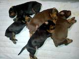 Собаки, щенки Доберман, цена 9500 Грн., Фото