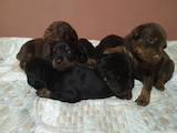 Собаки, щенята Доберман, ціна 9500 Грн., Фото