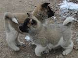 Собаки, щенята Американський акіта, ціна 8000 Грн., Фото