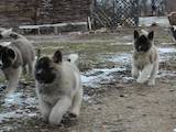 Собаки, щенки Американский акита, цена 8000 Грн., Фото