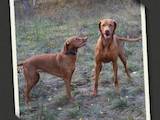 Собаки, щенята Угорська вижла, ціна 15000 Грн., Фото