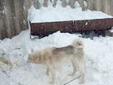 Собаки, щенки Восточно-Сибирская лайка, цена 1500 Грн., Фото