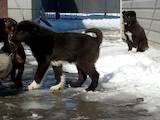 Собаки, щенки Русско-Европейская лайка, цена 4000 Грн., Фото