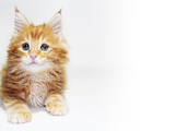 Кошки, котята Мэйн-кун, цена 10000 Грн., Фото