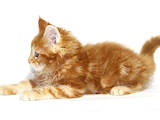 Кішки, кошенята Мейн-кун, ціна 10000 Грн., Фото