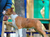 Собаки, щенята Американський стаффордширський тер'єр, ціна 6000 Грн., Фото