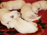 Собаки, щенята Біла Швейцарська вівчарка, ціна 10800 Грн., Фото