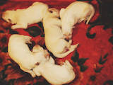 Собаки, щенки Белая Швейцарская овчарка, цена 10800 Грн., Фото