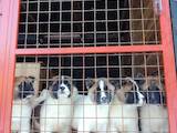 Собаки, щенки Американский акита, цена 7000 Грн., Фото