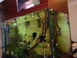Рибки, акваріуми Акваріуми і устаткування, ціна 27000 Грн., Фото
