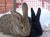 Животноводство,  Сельхоз животные Кролики, Нутрии, цена 350 Грн., Фото