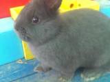 Тваринництво,  Сільгосп тварини Кролики, Нутрії, ціна 125 Грн., Фото