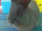 Тваринництво,  Сільгосп тварини Кролики, Нутрії, ціна 125 Грн., Фото