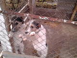 Собаки, щенята Гладкошерста фокстер'єр, ціна 2000 Грн., Фото