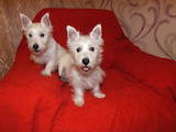 Собаки, щенки Вестхайленд уайт терьер, цена 10500 Грн., Фото
