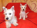 Собаки, щенята Вестхайленд уайт тер'єр, ціна 10500 Грн., Фото