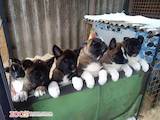 Собаки, щенята Американський акіта, ціна 10000 Грн., Фото