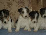 Собаки, щенки Жесткошерстный фокстерьер, цена 2000 Грн., Фото