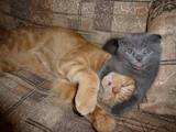 Кішки, кошенята Британська короткошерста, ціна 10 Грн., Фото