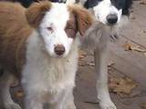 Собаки, щенята Бордерколлі, ціна 12000 Грн., Фото