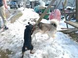 Собаки, щенята Західно-Сибірська лайка, ціна 2000 Грн., Фото