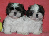 Собаки, щенки Ши-тцу, цена 7125 Грн., Фото