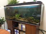 Рибки, акваріуми Акваріуми і устаткування, ціна 11000 Грн., Фото