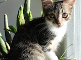 Кішки, кошенята Невідома порода, ціна 10 Грн., Фото