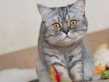 Кошки, котята Шотландская короткошерстная, цена 500 Грн., Фото