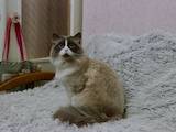 Кішки, кошенята Спаровування, ціна 500 Грн., Фото