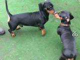 Собаки, щенята Гладкошерста такса, ціна 2500 Грн., Фото
