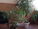 Домашние растения Пальмы, цена 2900 Грн., Фото