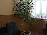 Домашні рослини Пальми, ціна 2900 Грн., Фото