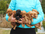 Собаки, щенки Английский коккер, цена 1500 Грн., Фото