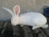 Тваринництво,  Сільгосп тварини Кролики, Нутрії, ціна 800 Грн., Фото