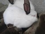 Животноводство,  Сельхоз животные Кролики, Нутрии, цена 800 Грн., Фото