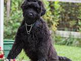 Собаки, щенята Чорний тер'єр, ціна 11000 Грн., Фото
