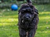 Собаки, щенята Чорний тер'єр, ціна 11000 Грн., Фото