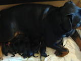 Собаки, щенята Ротвейлер, ціна 3500 Грн., Фото