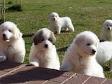 Собаки, щенки Пиренейская горная собака, цена 10000 Грн., Фото