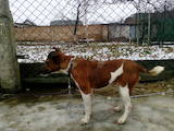 Собаки, щенята Гладкошерста фокстер'єр, ціна 2300 Грн., Фото