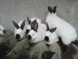 Животноводство Кролиководство, цена 250 Грн., Фото