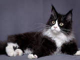 Кішки, кошенята Мейн-кун, ціна 8000 Грн., Фото