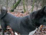 Собаки, щенята Російсько-Європейська лайка, ціна 1000 Грн., Фото