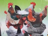 Птицеводство Куры, цена 120 Грн., Фото